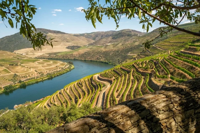 Imagem: Tour Privativo pelo Vale do Douro – 2 Vinícolas, Cruzeiro e Almoço